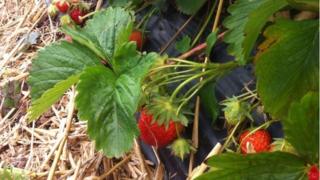 Strawberries