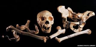 Sima de los Huesos remains