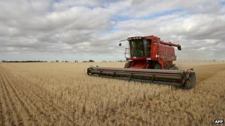 A wheat farm in Australia