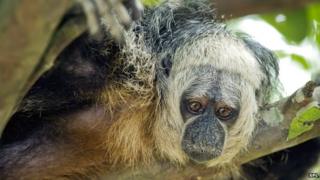 monkey