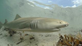sharks