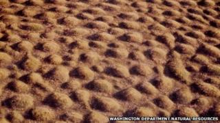 Mima mounds