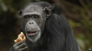 Chimpanzee