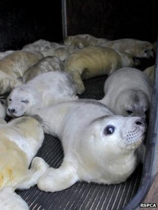 Seals at RSPCA East Winch