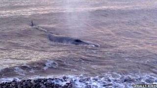 Whale at Abergele