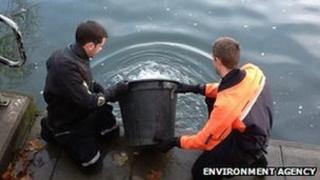 Fish returned to River Thames after rescue