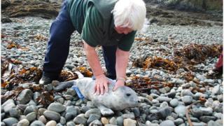 Manx Society for the Prevention of Cruelty to Animals