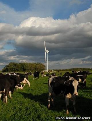 Cows in a field with a turbine (Image: Lincolnshire Poacher)