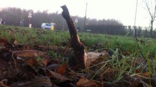 Stump of Christmas tree