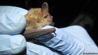Geoffroy's bat
