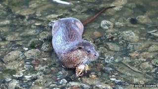 Otter with crab