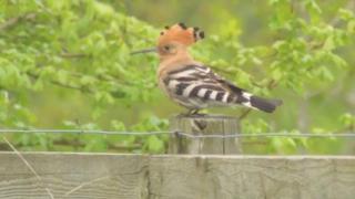 The Hoopoe