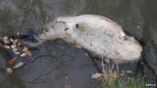 Pony corpse found in canal