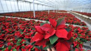 Poinsettia flowers being prepared for Christmas sale