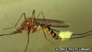 mosquito