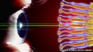 human eye
