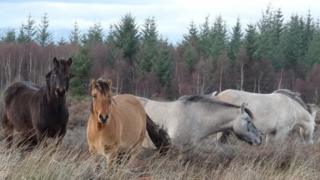 Ponies at Culloden battlefield