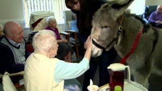 Donkey being stroked by woman