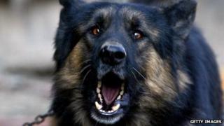 A German shepherd barks at strangers.