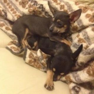 Two stolen puppies, Max and Lilly