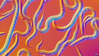 C elegans