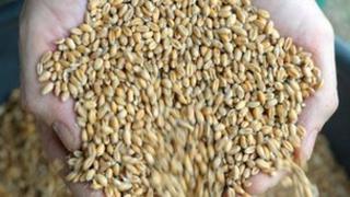 Grains of corn in the palm of a hand