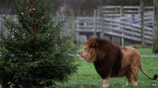 Lion
