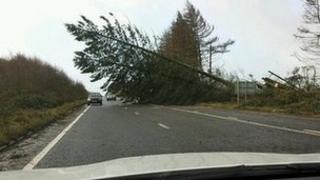 Fallen tree