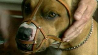 muzzle