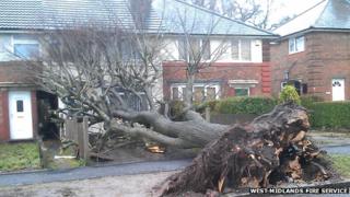 The tree came down in Kings Road, Kingstanding, around 10:00 GMT.