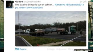 A whale stranded on a lorry