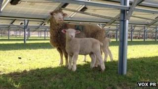 Sheep under solar panels