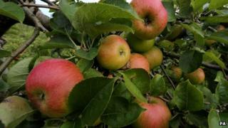 Apples on a tree