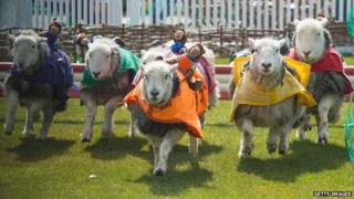 Lamb National at Ascot