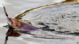 Hooked salmon