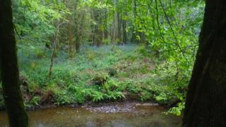 New England woodland