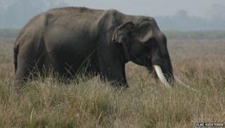 Joyraj in Kaziranga national park