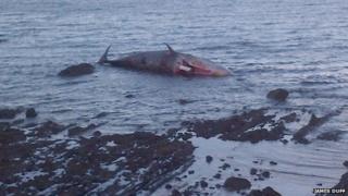 The city council is responsible for removing the sperm whale's carcass