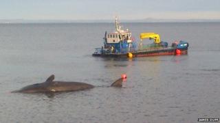 The whale's carcass being moved