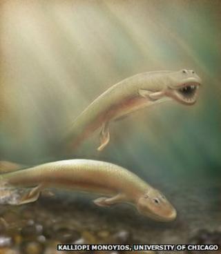 Tiktaalik artist's impression