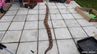 A snake found in Erddig, Wrexham