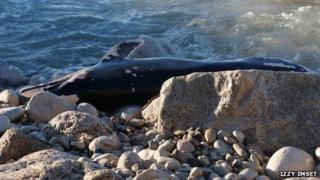 Dead dolphin/porpoise found on Chesil Beach