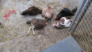 Dead birds