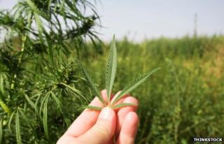 Field of wild growing cannabis
