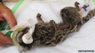 Milo being treated