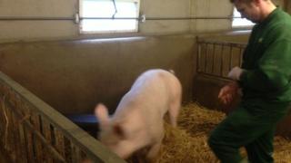 Pig and farmer