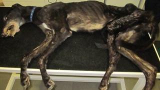 Emaciated dog, Edge
