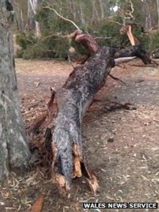 Tree crashed at campsite in Victoria