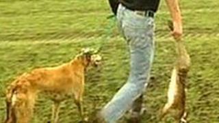 Man hare-coursing