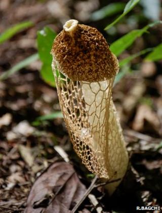 Netted stinkhorn fungus (Image: Robert Bagchi)